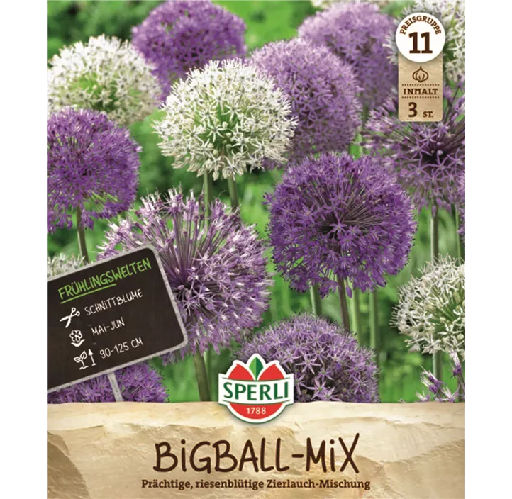 Allium