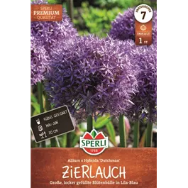 Allium sp. Dutchman