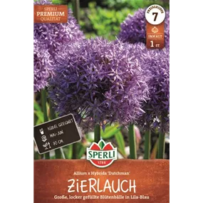 Allium sp. Dutchman