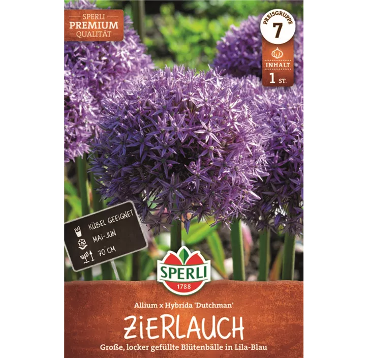 Zierlauch 'Dutchmann'