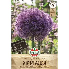 Allium sp. Globemaster