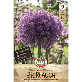 Allium sp. Globemaster