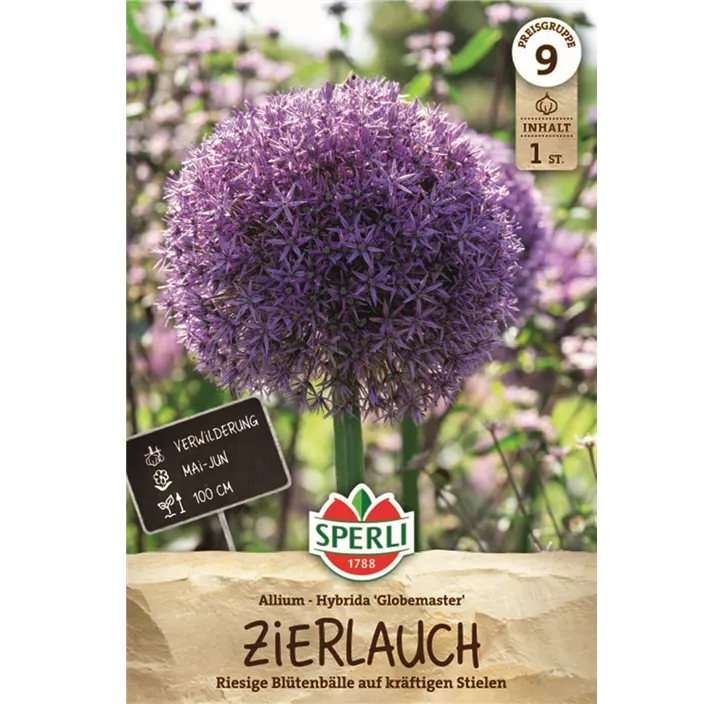 Garten-Zierlauch 'Globemaster'