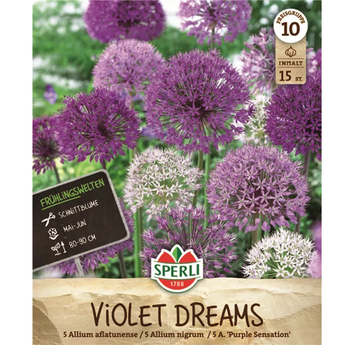 Allium / Zierlauch Violet Dreams