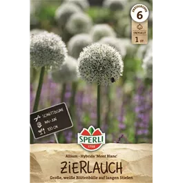 Allium stipitatum Mont Blanc