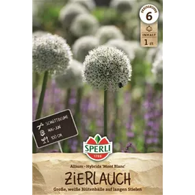 Allium stipitatum Mont Blanc