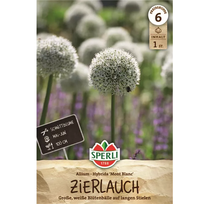 Riesenzierlauch'Mont Blanc'