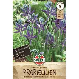 Camassia quamash