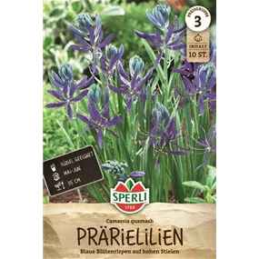 Camassia quamash