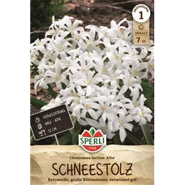 Chionodoxa luciliae Alba