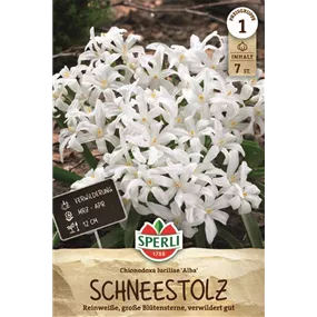 Chionodoxa luciliae Alba