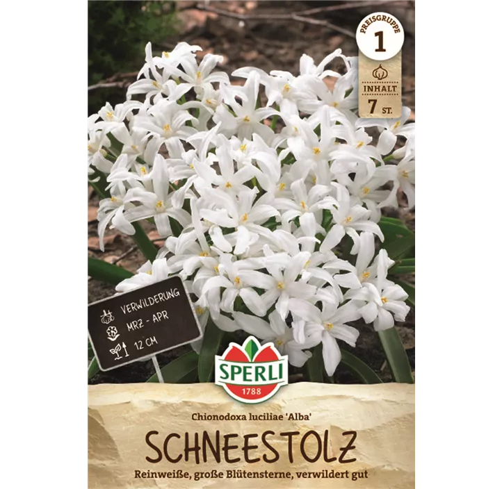 Schneeglanz 'Alba'