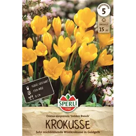 Crocus ancyrensis Golden Bunch