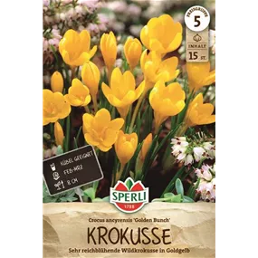 Crocus ancyrensis Golden Bunch