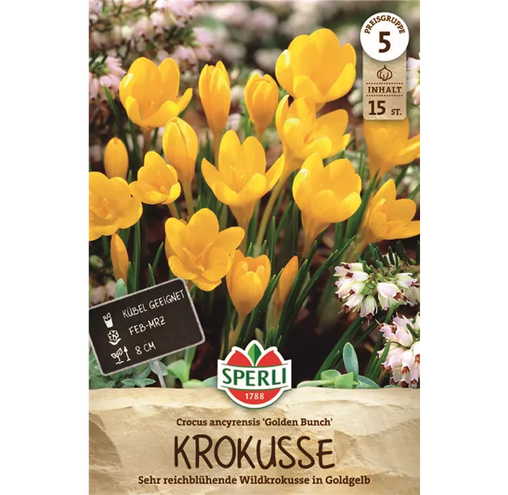 Wildkrokus Golden Bunch