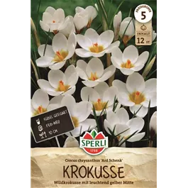 Crocus chrysanthus Ard Schenk