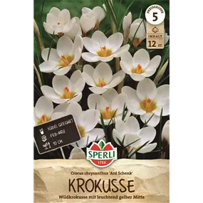 Crocus chrysanthus Ard Schenk