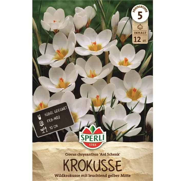 Kleiner Garten-Krokus 'Ard Schenk'