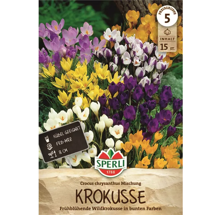 Garten-Krokus