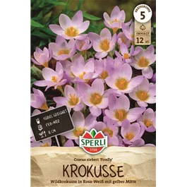 Crocus sieberi Firefly