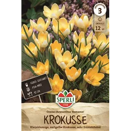 Crocus sieberi Romance