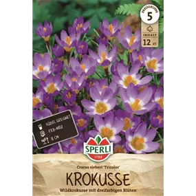 Crocus sieberi Tricolor