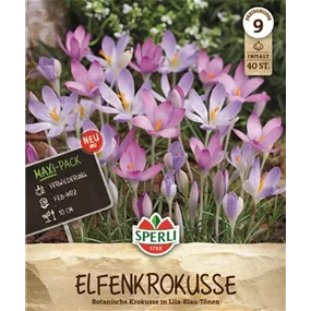 Crocus tommasinianus