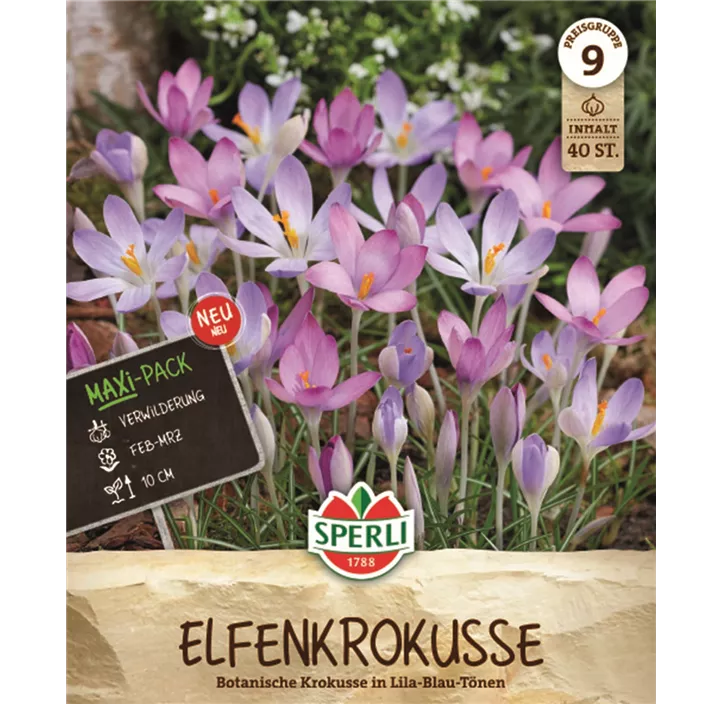 Elfen-Krokus
