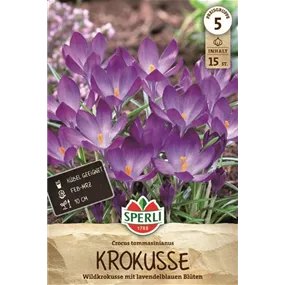 Crocus tommasinianus