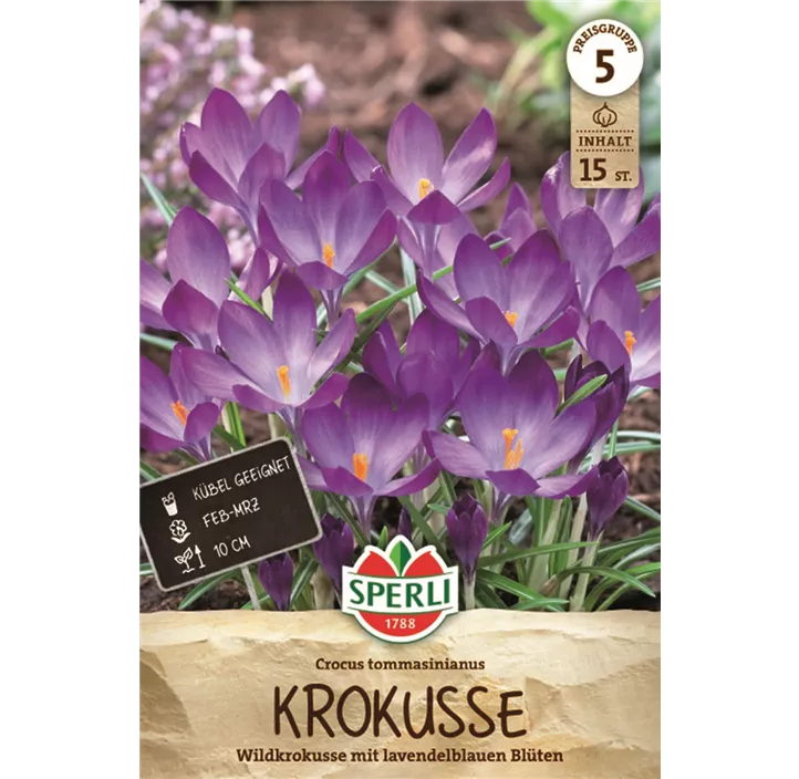 Wildkrokus C. tommasinianus