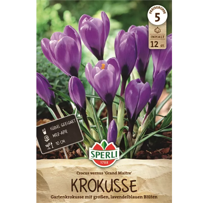 Garten-Krokus 'Grand Maitre'