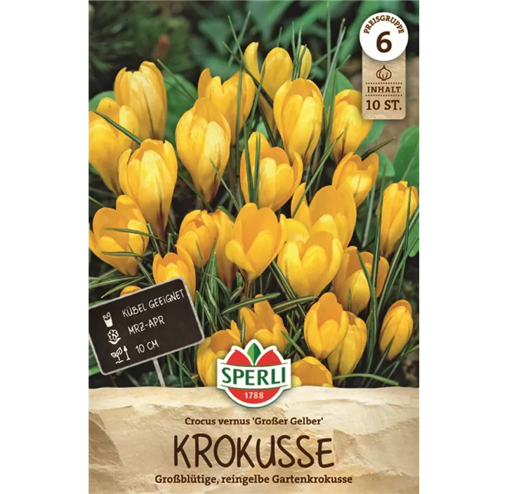 Garten-Krokus 'Großer Gelber'
