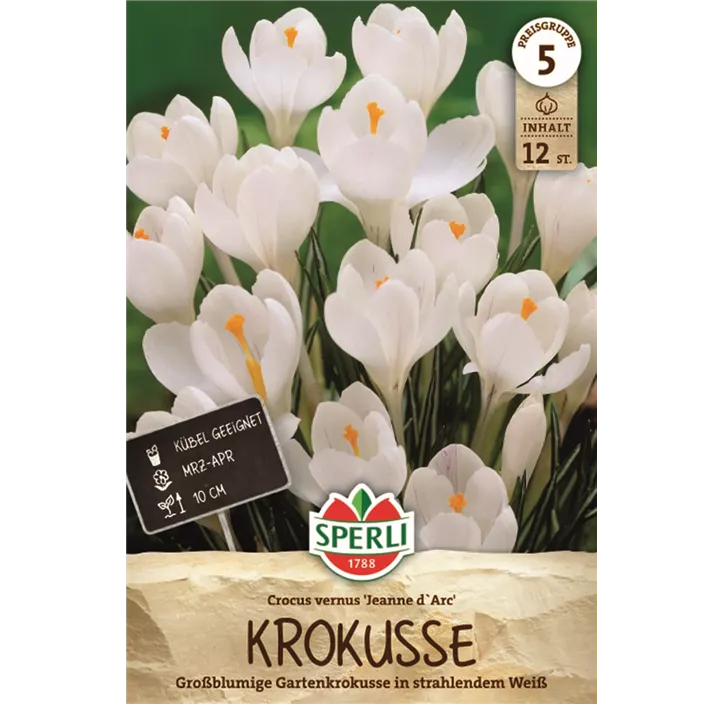 Garten-Krokus 'Jeanne d´Arc'