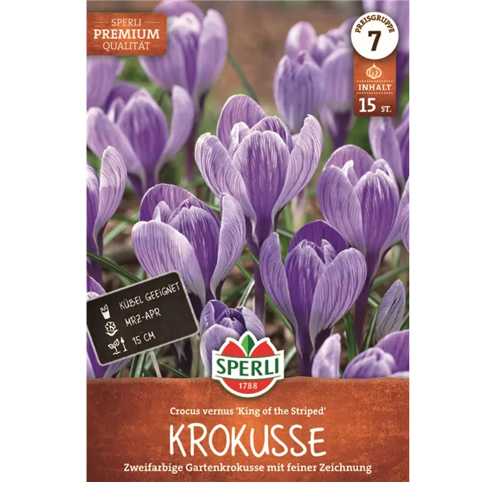 Garten-Krokus 'King of the Striped'