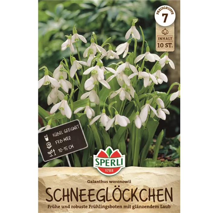 Schneeglöckchen