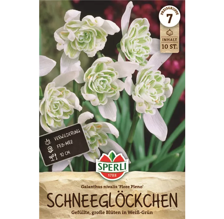 Kleines Schneeglöckchen 'Flore Pleno'