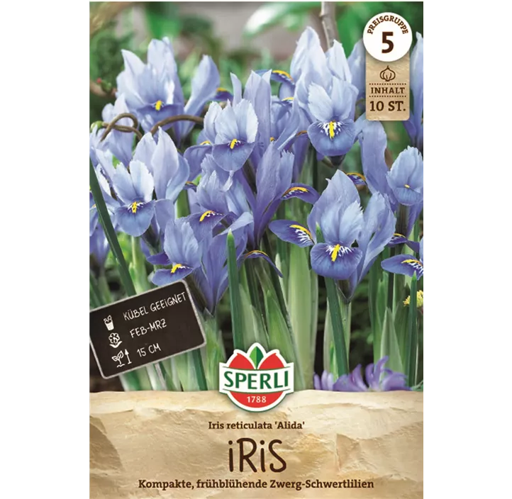 Zwerg-Iris 'Alida'