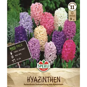 Hyacinthus orientalis Mischung
