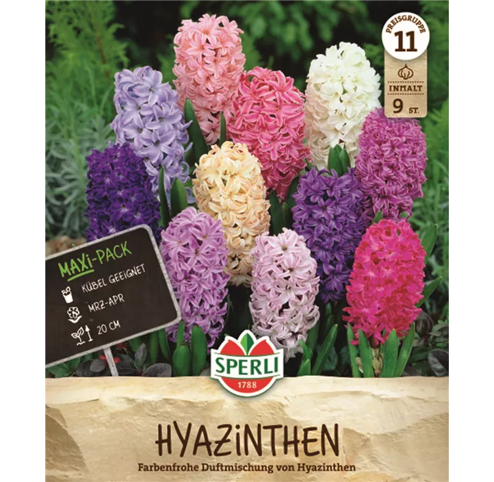 Garten-Hyazinthe