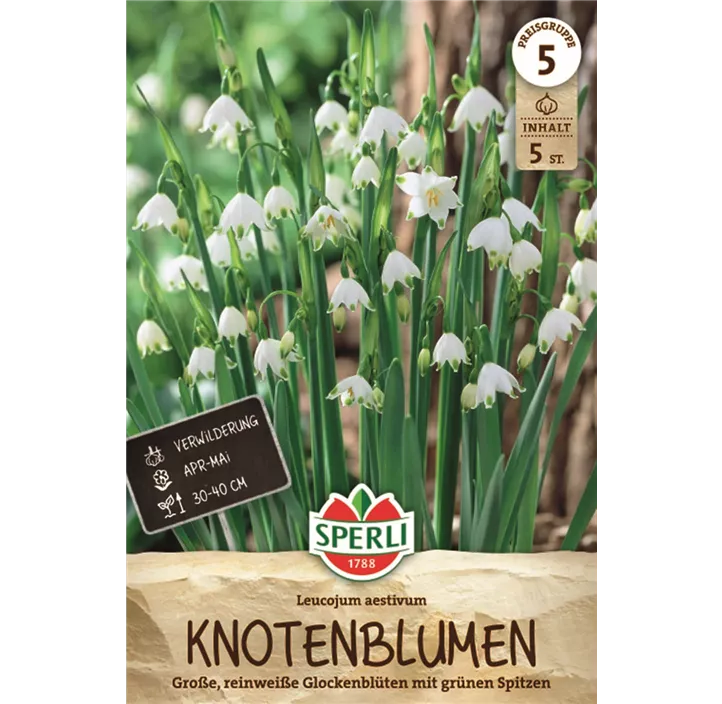 Sommer-Knotenblume