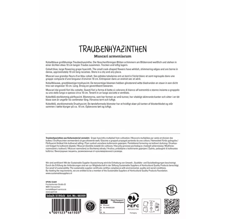 Armenische Traubenhyazinthe