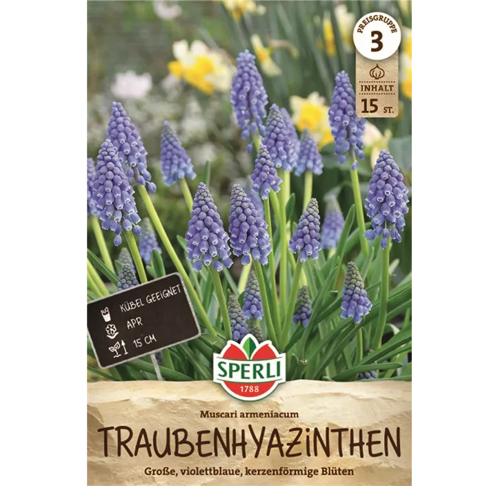Armenische Traubenhyazinthe