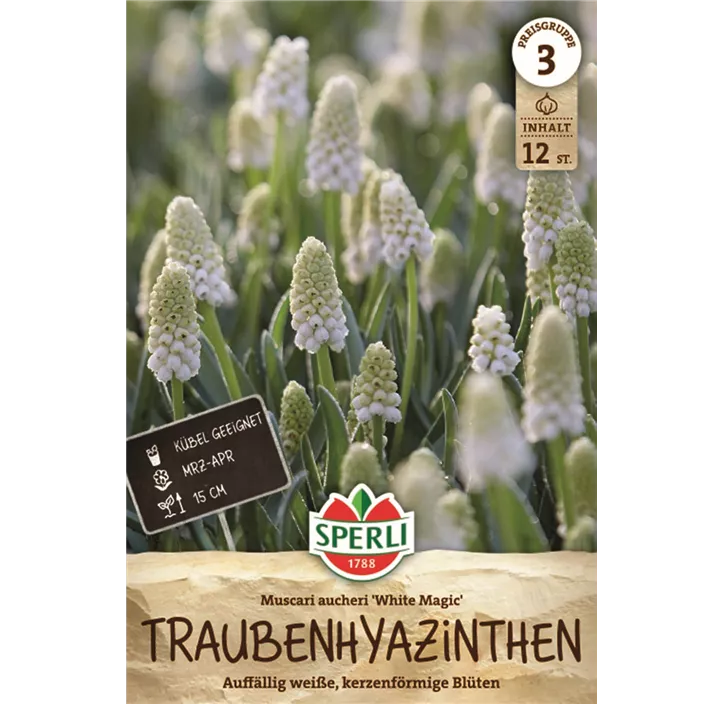 Traubenhyazinthe 'White Magic'