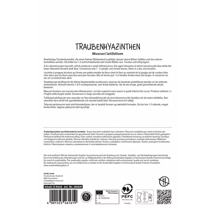 Breitblättrige Traubenhyazinthe