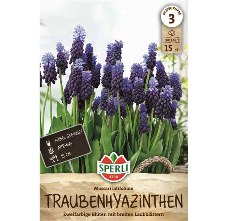 Breitblättrige Traubenhyazinthe