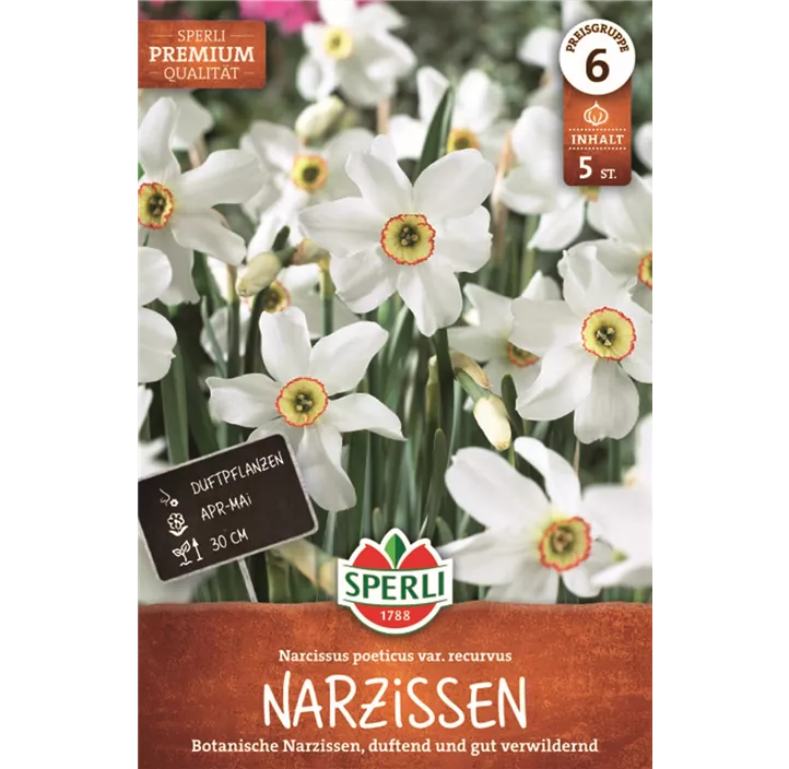 Dichter-Narzisse
