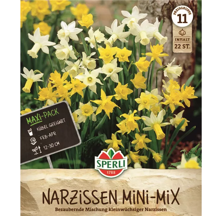 Garten-Trompeten-Narzisse