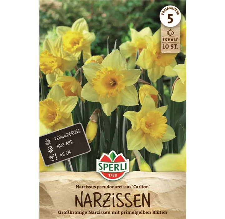 Großkronige Narzisse 'Carlton'