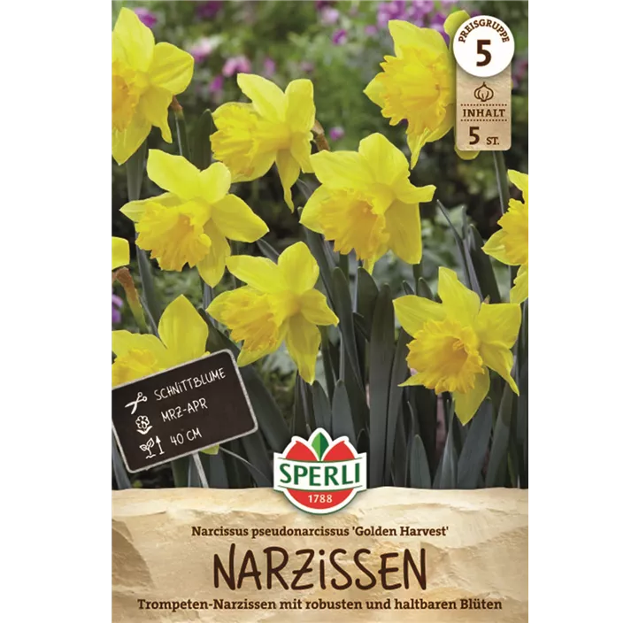 Trompeten-Narzisse 'Golden Harvest'