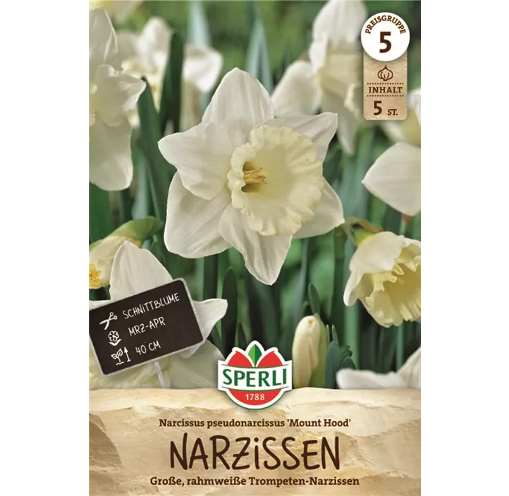 Trompeten-Narzisse 'Mount Hood'